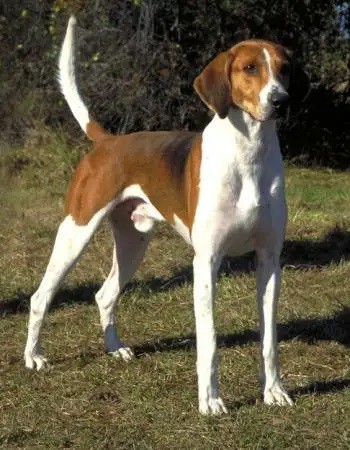 English Foxhound English Foxhound