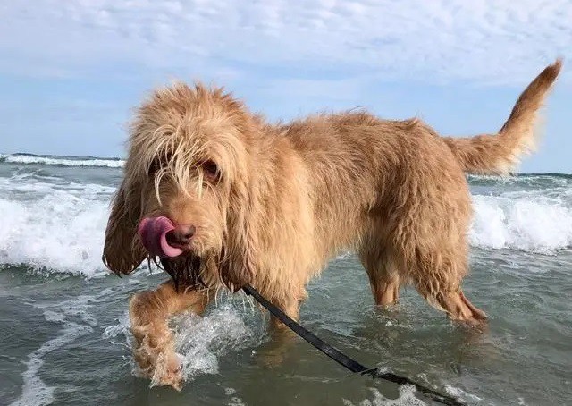 Otter Hound Otter Hound